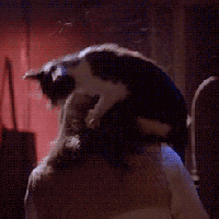 Fear of Felines! Cats in Horror Films - article by David Flint